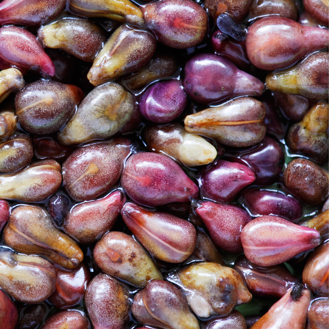 Traubenkernextrakt Wirkung: Ein Überblick über die Vorteile und Anwendungsgebiete