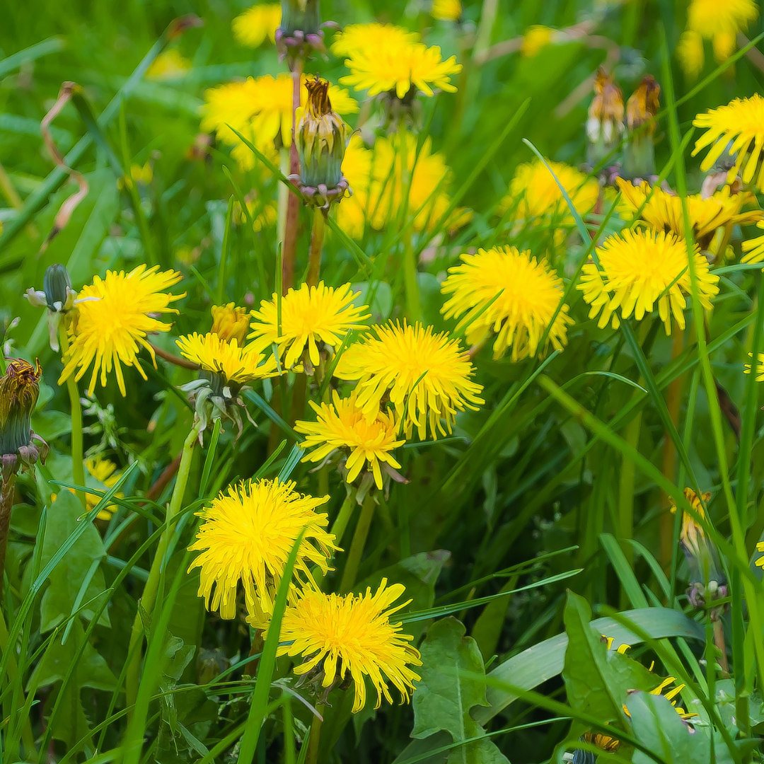 Löwenzahn: Die unterschätzte Heilpflanze für deine Lebergesundheit