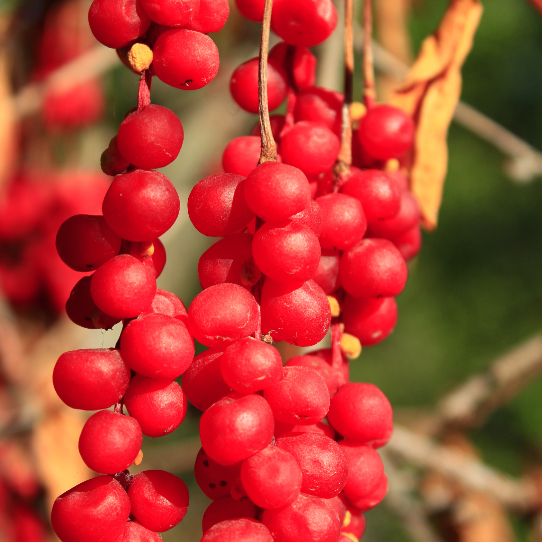 Schisandra: Die Powerbeere für gute Laune und Libido