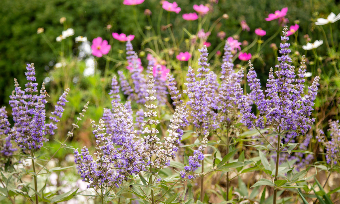 Mönchspfeffer und seine Wirkung auf die Psyche
