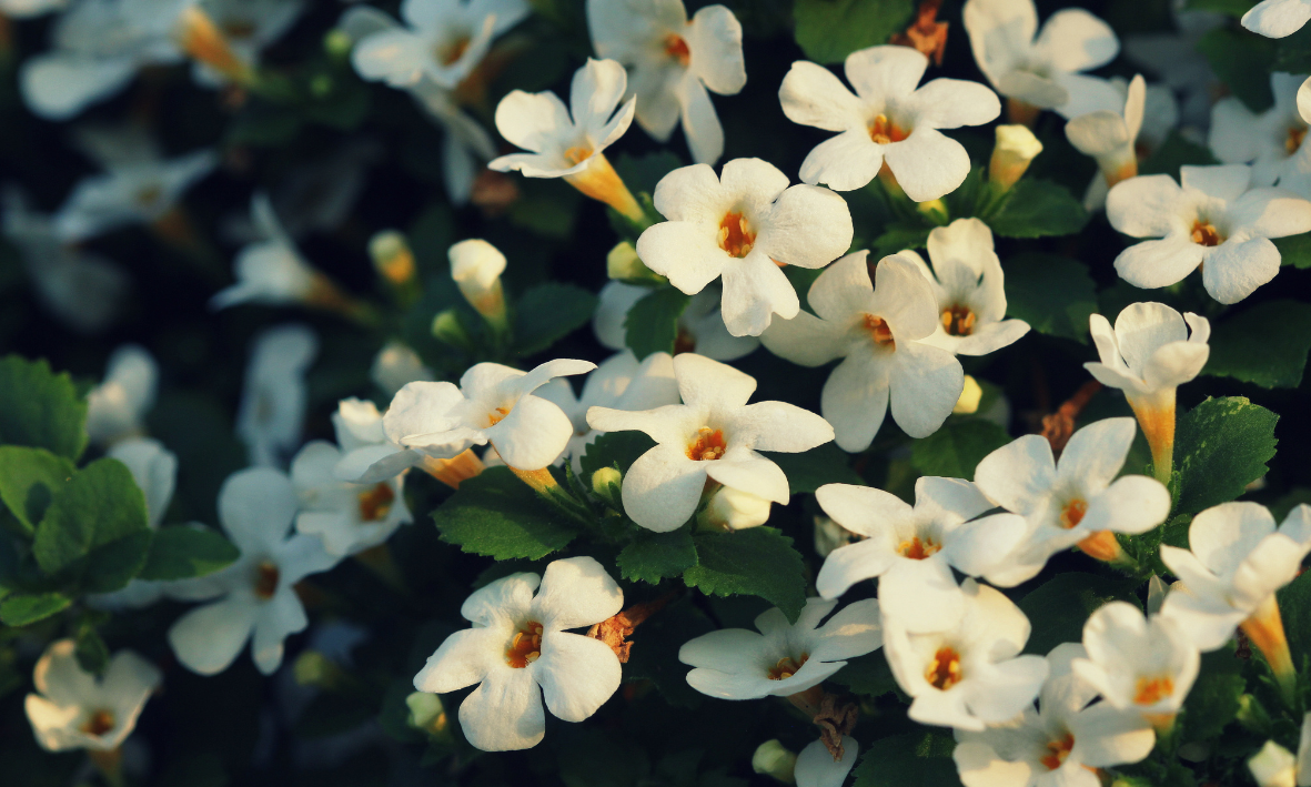 Brahmi Wirkung – Wie es das Gedächtnis stärkt & Stress mindert