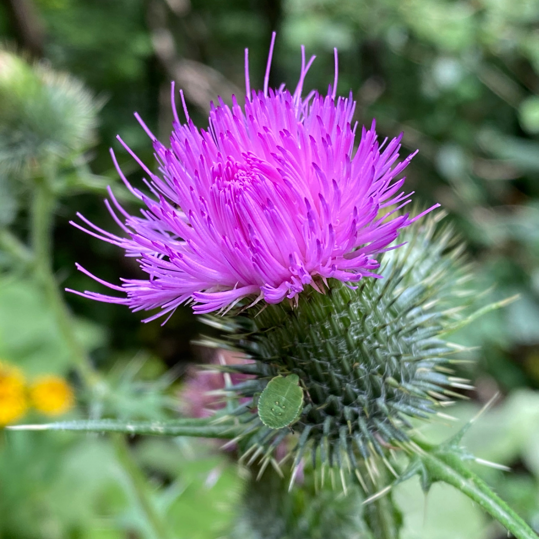 Mariendistel – Die Heilpflanze für eine gesunde Leber und mehr