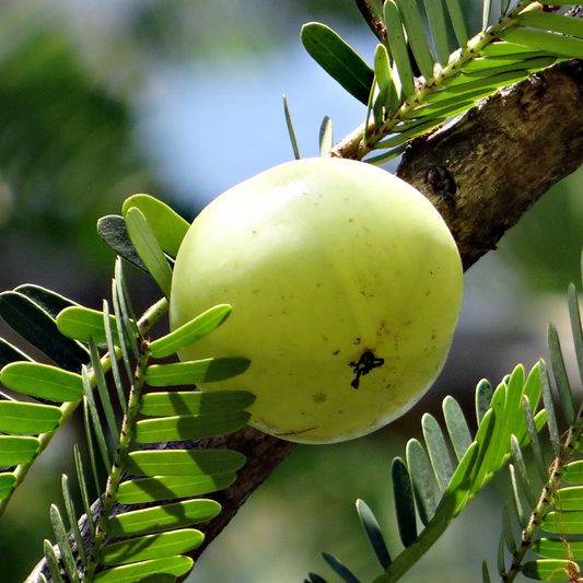 Amla-Frucht: Das kann die ayurvedische Beere