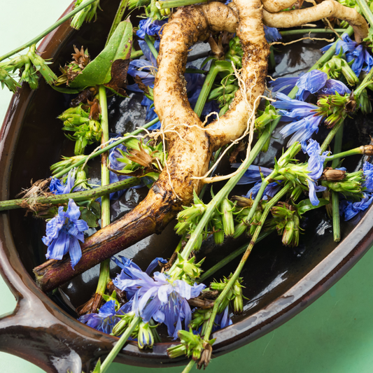 Chicoréewurzel-Extrakt: So gesund kann die Jahrtausende alte Heilpflanze sein