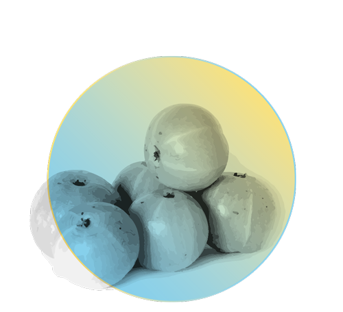 AMLA FRUCHT (PHYLLANTHUS EMBLICA)