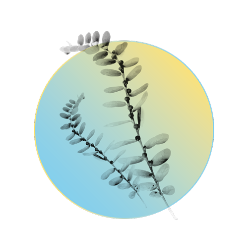 Bittere Kreuzblume (Phyllanthus Amarus)